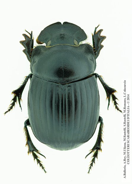 Copris umbilicatus, femmina